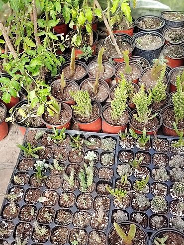 otlar: Satış: dekorativ bitkilər və tinglər - Açıq sahə üçün ekzotik — 9