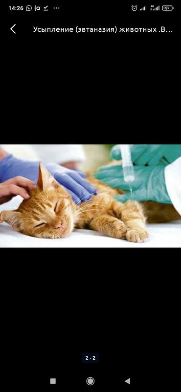 Услуги ветеринара: Усыпление животных, или эвтаназия животных, — безболезненно для
