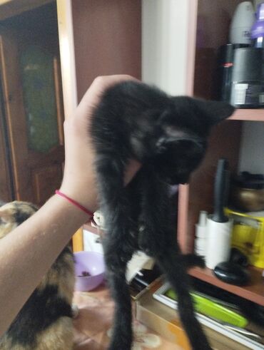 серый кот: Отдам котят в хорошие руки