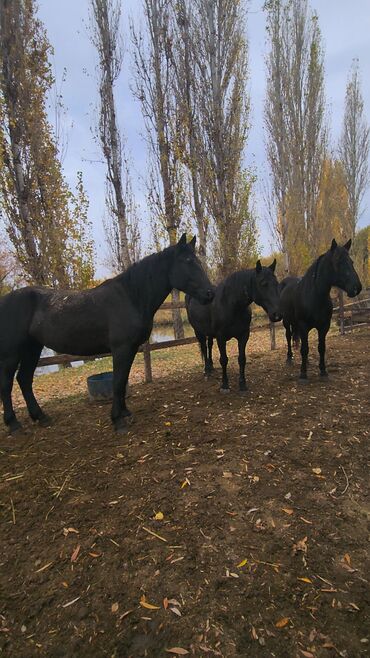 сколько стоит собака породы доберман: Продаю | Кобыла (самка) | Для разведения | Племенные