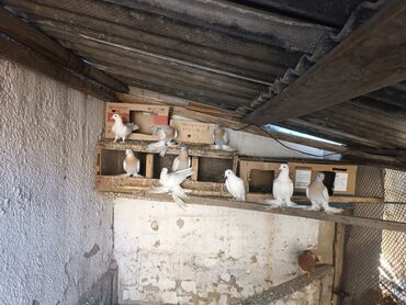 исык кол: Породистые декоративные голуби с пышными космы на лапах