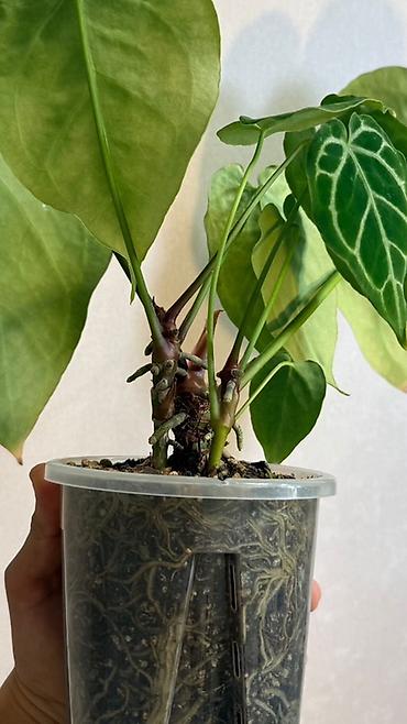 Бөлмө өсүмдүктөрү: Антуриум Кристаллинум (Anthurium crystallinum) На фото указаны — 4