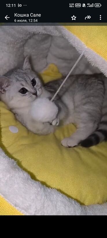 котята жалал абад: 11 айлык, Ургаачы, Күмүш өңдүү шиншилла, Лотокко барууга үйрөтүлгөн, Документтери менен, Эмделген
