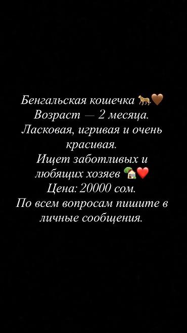 ориенталы коты цена: Бенгальская, 2 месяца, Девочка — 1