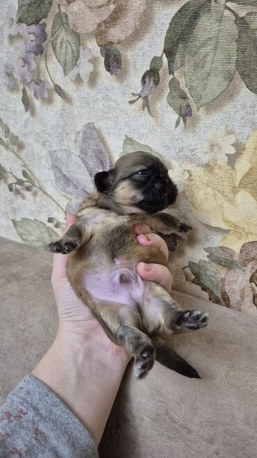 İtlər: İt balası – kiçik ölçülü, qısaburun tipli (Pekines/Şih-cu xatırladan) -da lalafo.az — 5 İtlər: İt balası – kiçik ölçülü, qısaburun tipli (Pekines/Şih-cu xatırladan) — 5