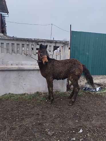 Лошади, кони: Продаю | Кобыла (самка) | Рабочий | Племенные — 6