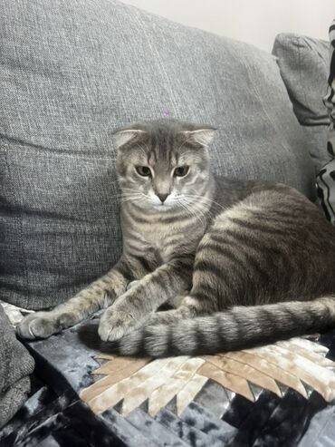 купить вислоухого котёнка: Скотиш Фолд (Шотландиялык шалпаң кулак), 8 айлык, Эркек, Боз