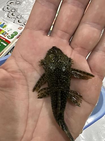 Akvarium aksesuar və ləvazimatları: Akvarium balığı – Hypostomus plecostomus (bristlenose/“sucker” tipli — 5