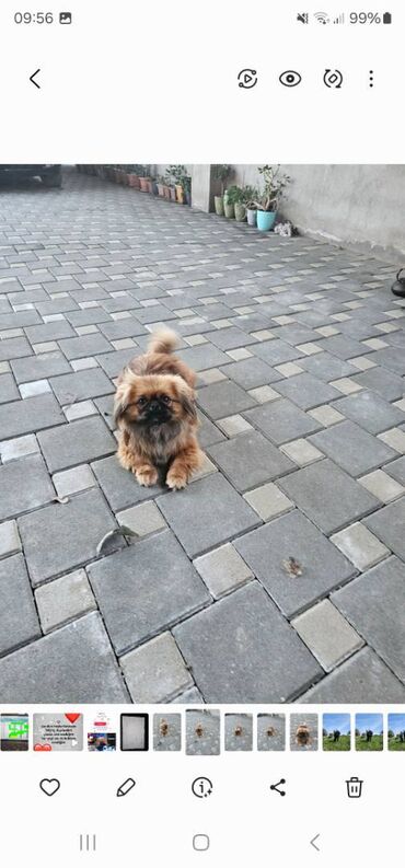 pekines itlər: Пекинес, 1 год, Самка