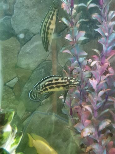 balaca akvarium: Julidochromis sp.Gombe