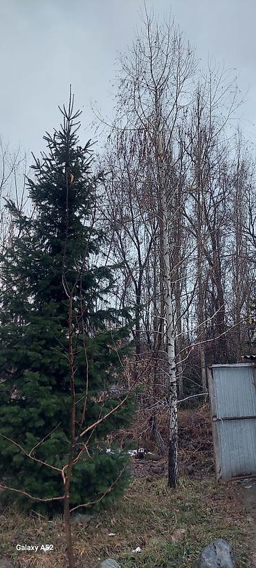 Other decorative tree saplings: Пихта семёнова 6м. Пихта ещё есть от 1 метра до 5метров заказывайте — 1