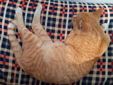 кошачья мята: Мышык бекер берилет: Породасыз, 1 жаш, Эркек