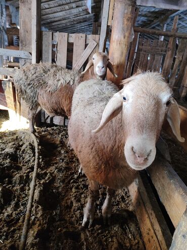 Бараны, овцы: Продаю | Овца (самка) | Для разведения | Матка — 5