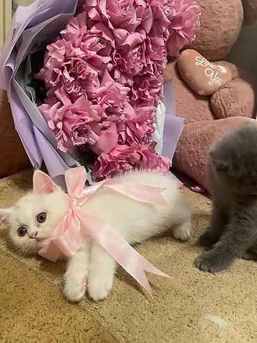 Pişiklər: Britan, Erkək, Dişi, Yaxşı əllərə, Ödənişli çatdırılma, Ünvandan götürmə, Rayonlara çatdırılma — 1