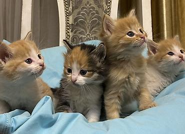 Продажа кошек: Лесная, 1 месяц, Мальчик, Рыжий — 16