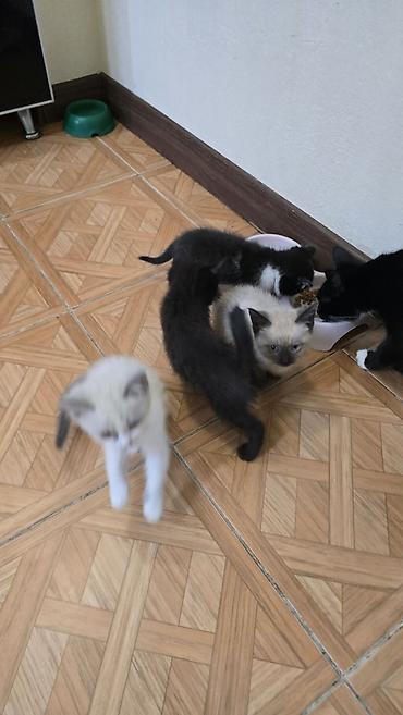 fermer kg: Котята в хорошие руки! Несколько малышей разной окраски: - черно-белые — 6