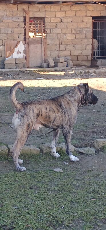 İtlər: Qurdbasar, 1 il, Erkek, Peyvəndli, Ödənişli çatdırılma — 6