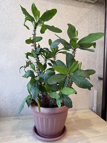 Денежное дерево: - Денежное дерево (Крассула овата) 70см — 2900 - Герань (Пеларгония) — 3