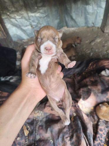 İtlər: Pitbul, 1 ay, Ünvandan götürmə, Rayonlara çatdırılma, Pulsuz çatdırılma — 3