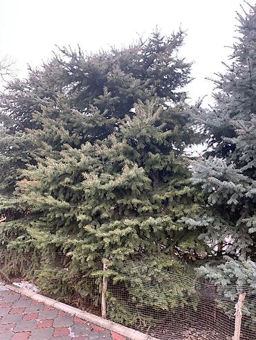 кел кел: В наличии 3х Ёлки 🌲 1х голубой Ел 2х тяньшанский Ел длина 4,5 метров — 6