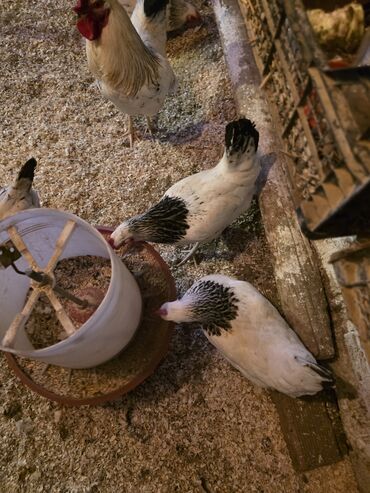 Toyuqlar: Toyuq, Damazlıq -da lalafo.az — 2 Toyuqlar: Toyuq, Damazlıq — 2