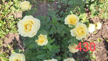 Садовые цветы и кустарники: Саженцы цветка: Розы — 3