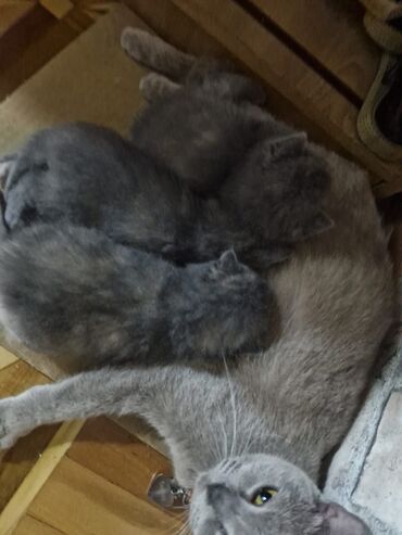 Pişiklər: Britan, Dişi, Yaxşı əllərə, Pulsuz çatdırılma — 1