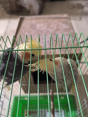 Qəfəslər: Məhsul: Nimfa paxuxa (cockatiel) cütü və qəfəs Təsvir: - İki ədəd — 2