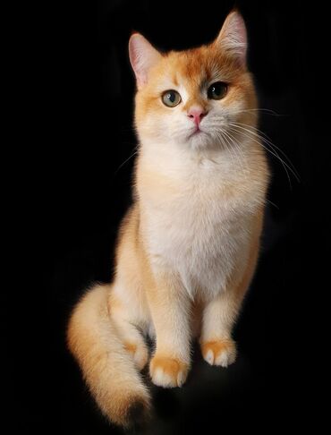 британская короткошерстная кошка золотая шиншилла: Профессиональный питомник "Golden Ideal" предлагает на продажу