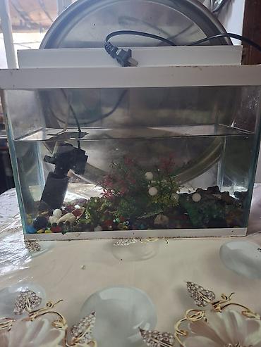 nemo baliq: Dördbucaq akvarium, Balıqlarla birlikdə, 5 l — 5