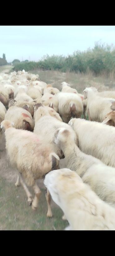 Qoyunlar, qoçlar: Dişi, il: 1, 50 kq, Damazlıq, Ünvandan götürmə — 4