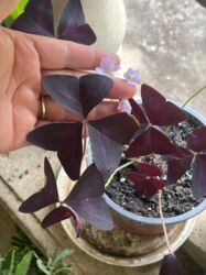 Xalçalar: Xalça -da lalafo.az — 42 Xalçalar: Xalça — 42