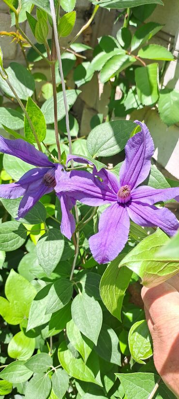 Садовые цветы и кустарники: Саженцы цветка: Клематисы — 10
