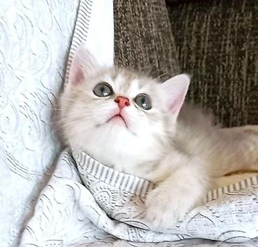 şinşıla: Şinşilla, Dişi, Yaxşı əllərə, Ünvandan götürmə — 7