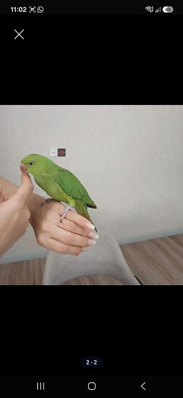 qus: Ojereloviy cins quşlar satılır. tam sağlam, ruçnoy 6 aylıq quşlardır — 2