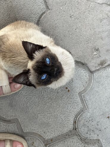 котенок сиамский: Кошка даром: Сиамская, 4 месяца, Мальчик