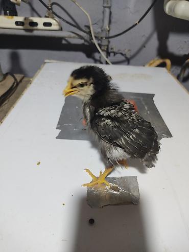 Xoruzlar: Australorp Xarkaov cucelerin
Sifarişi — 4