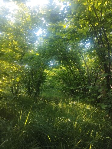 Ağaclar: Fındıq bağçası – intensiv əkilili, səliqəli cərgələr vatsa əlaqə — 1