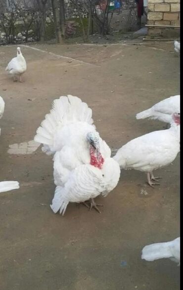 мальтийская болонка баку: Dişi, Kanada, Yumurtalıq, Pulsuz çatdırılma, Ödənişli çatdırılma