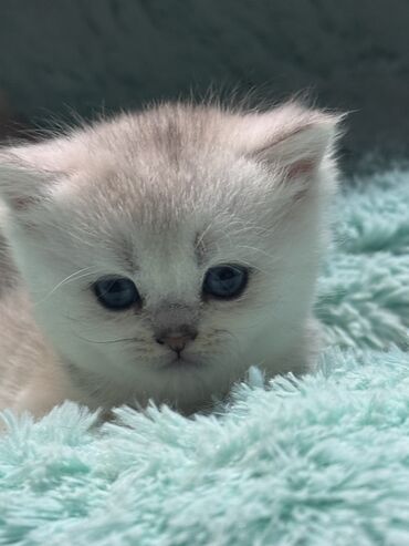 Продажа кошек: Скотиш Фолд (Шотландская вислоухая), 2 месяца, Девочка at lalafo.kg — 15 Продажа кошек: Скотиш Фолд (Шотландская вислоухая), 2 месяца, Девочка — 15