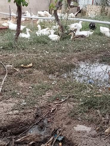 pavlin goyercin satisi: Pekin ordenləri satilir Xüsusiyyətlər: - Ağ rəngli, ətli-tip ördəklər — 2