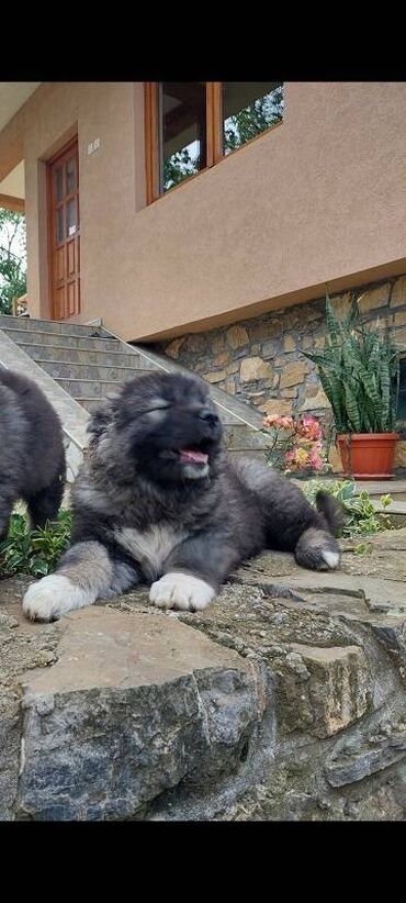 Psi: Kavkaski ovcari, štenci na prodaju stari 2 meseca slobodni za na lalafo.rs — 5 Psi: Kavkaski ovcari, štenci na prodaju stari 2 meseca slobodni za — 5