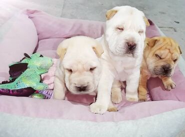 Psi: USREĆITE NEKOGA Prelepi kučići kineske rase ŠAR pei u ponudi 1 ženka i — 2