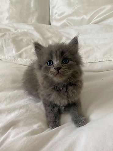 Продажа кошек: 🎁 Полностью домашние, к лотку и миске приучены (ну, почти — они — 10