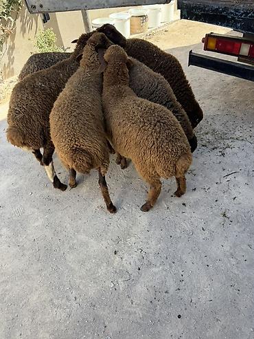 Quzu əti: Salam aleyküm 6 baş super erkey quzullar satllırkom285 mantadı. Tek — 1