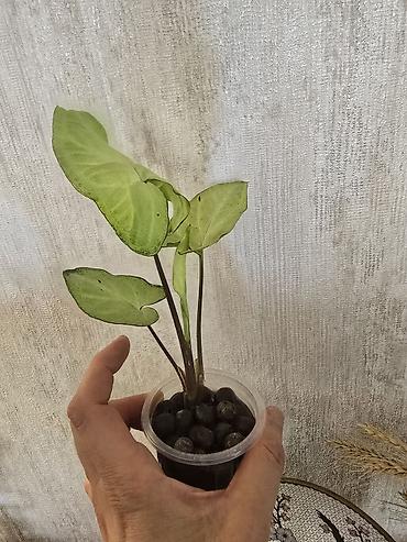 Otaq bitkiləri: Syngonium White Butterfly. Nadir bitki növü — 2
