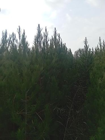 Tinglər: Şam (pine) tingləri – iynəyarpaq landşaft ağacı - Növ: Şam ağacı — 8