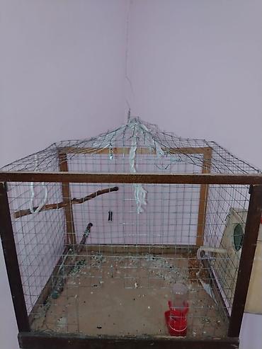 taxta qəfəs: Məhsul: Dalmatin naxışlı mavi-bulat rəngli dalğa papuqayı (budgerigar) — 4