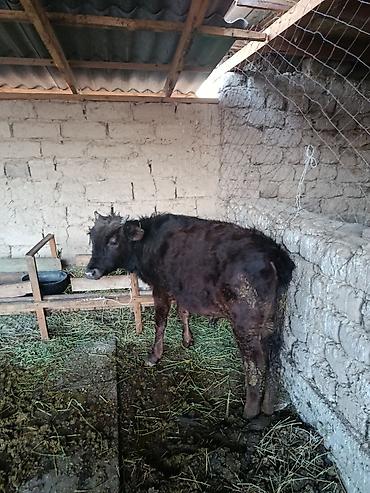 Коровы, быки: Продаю | Бык (самец) | Абердин-ангус — 3