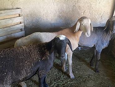рэгдолл кошка цена: Продаю | Овца (самка), Баран (самец) | Полукровка, Арашан | На забой, Для разведения | Осеменитель, Ярка — 3